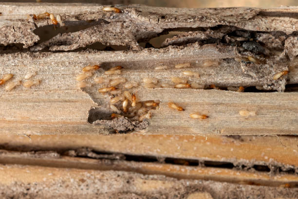 Best Exterminator Services  in Texarkana, TX